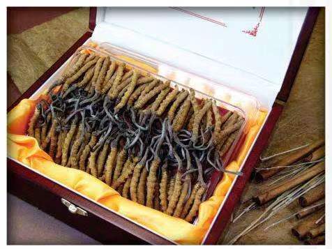 九龙冬虫夏草回收